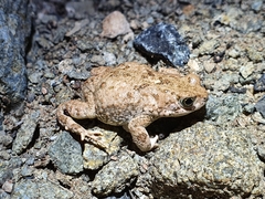 Poyntonophrynus vertebralis