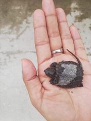 Chelydra acutirostris