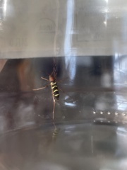 Neoclytus acuminatus