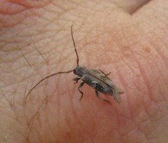 Exocentrus adspersus