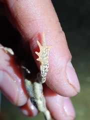 Poyntonophrynus vertebralis