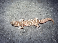 Pachydactylus capensis