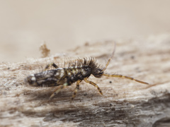 Entomobrya dorsalis