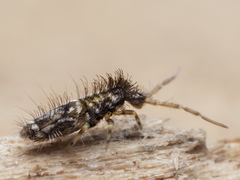 Entomobrya dorsalis