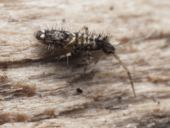 Entomobrya dorsalis