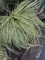 Carex oshimensis