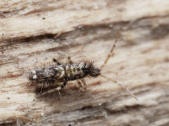 Entomobrya dorsalis