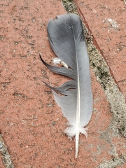 Columba livia domestica
