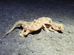 Pachydactylus mariquensis