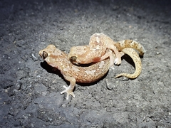Pachydactylus mariquensis