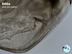 Chydorus