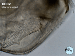 Chydorus
