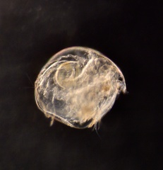 Chydorus