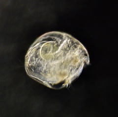 Chydorus