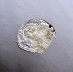 Chydorus