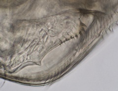 Chydorus