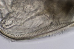 Chydorus