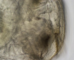 Chydorus