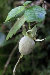 Fieldia australis
