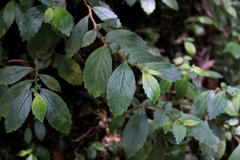 Fieldia australis