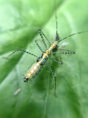Zelus renardii