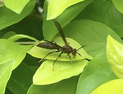 Aphanilopterus