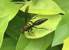 Aphanilopterus