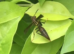 Aphanilopterus
