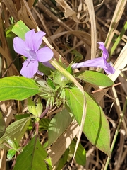 Barleria cristata
