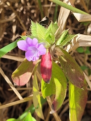 Barleria cristata