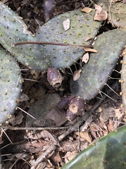 Opuntia decumbens