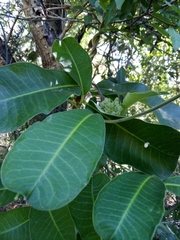 Raphionacme flanaganii