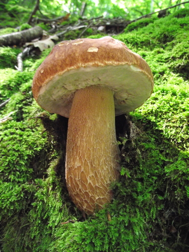 Summer Bolete