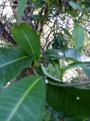 Raphionacme flanaganii