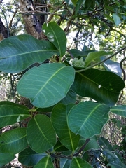Raphionacme flanaganii