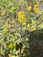Aldama fruticosa