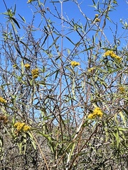 Aldama fruticosa