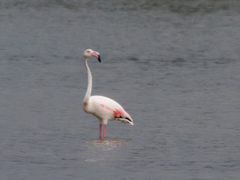 Phoenicopterus roseus