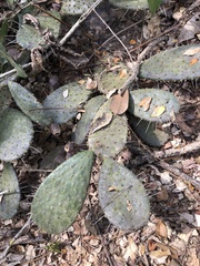 Opuntia decumbens
