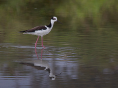 Himantopus mexicanus melanurus