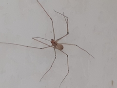 Pholcus phalangioides
