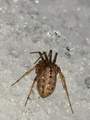 Stemonyphantes lineatus