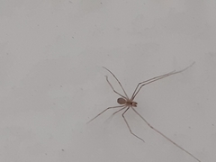 Pholcus phalangioides