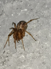 Stemonyphantes lineatus