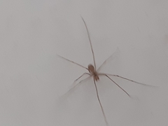 Pholcus phalangioides