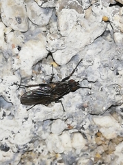 Fucellia tergina