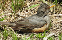 Turdus olivaceus culminans