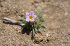 Nama aretioides multiflora