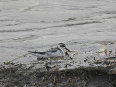 Phalaropus fulicarius