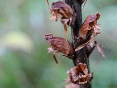 Orobanche reticulata